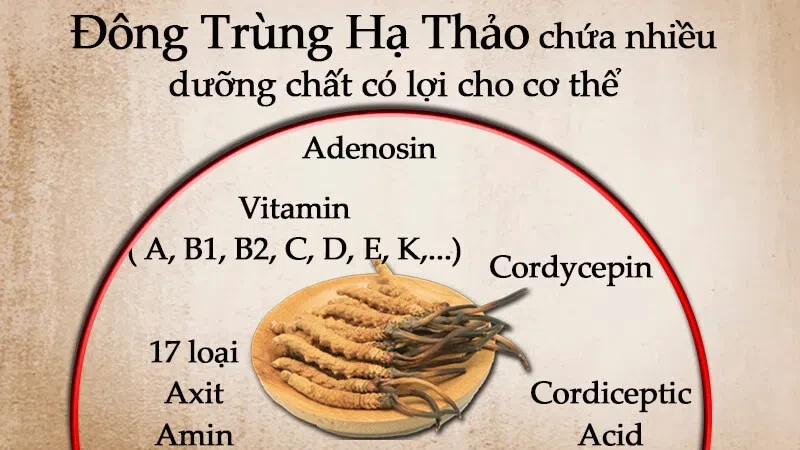 6 lợi ích của đông trùng hạ thảo 
